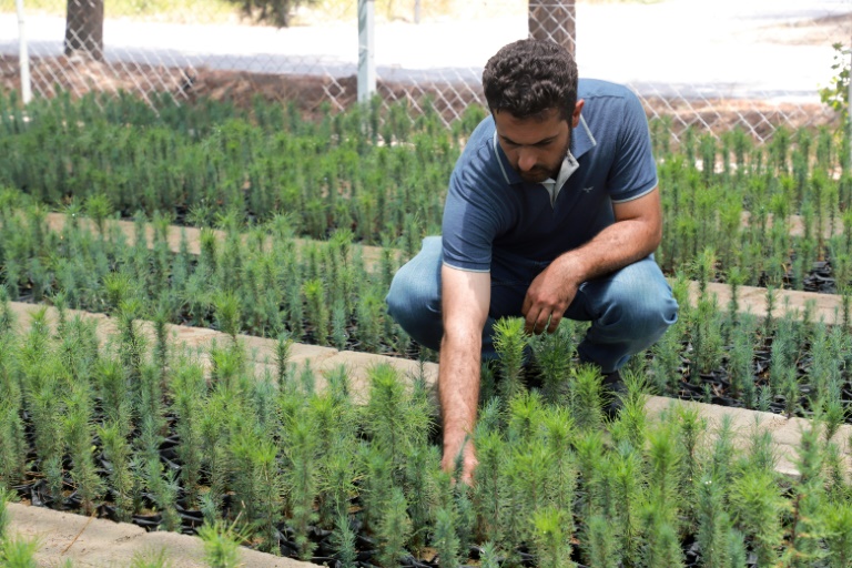  Saving the vanishing forests of Iraq’s Kurdistan