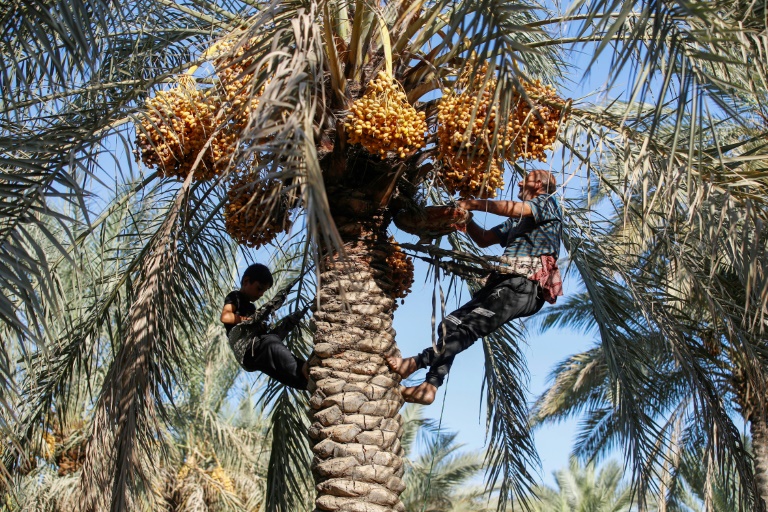  Climate change threatens Iraq’s dates, a country once known as “30 million palm trees”